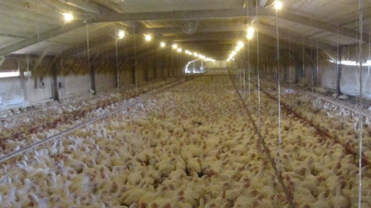 Allevamenti intensivi e influenza aviaria: GreenPeace in primo piano in difesa della salute e dell'agricoltura